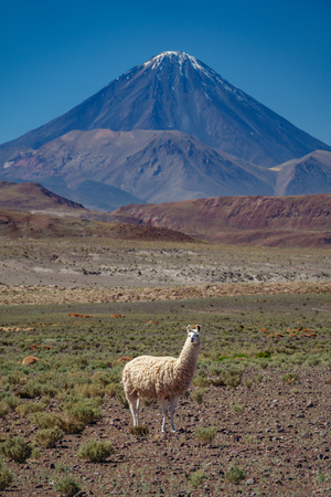 Llama and Licancabur volcano peak in Atacamaの写真素材