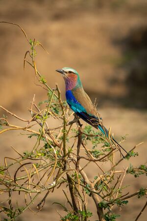 Carraca Lila, Coracias caudatus elegant blue plumage perched on the top treeの写真素材