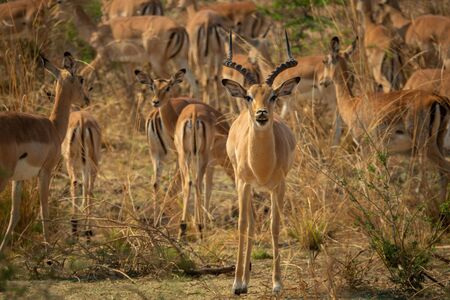 Male impala defending group of females, African wildlifeの写真素材