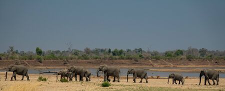 Family of elephants in a row with smaller ones in the centerの写真素材