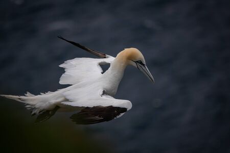 Morus bassanus flying over the ocean, top viewの写真素材