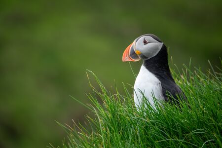 Profile view of puffin in the hill