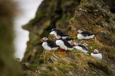 Profile view of puffins over the rockの写真素材