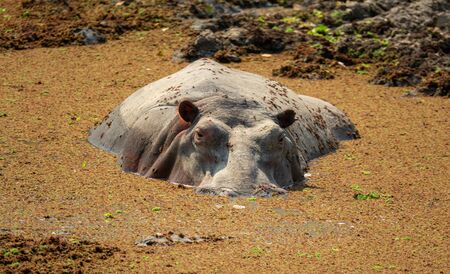 Hippo in the middle of the mudの写真素材
