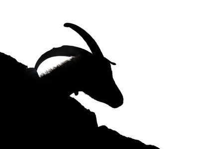 Goat head with horns against white, high contrastの写真素材