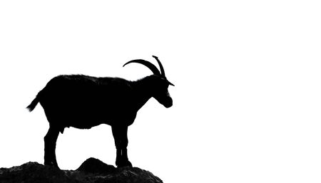 Goat with horns against white, high contrastの写真素材