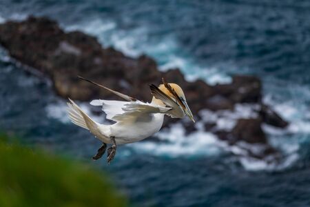 Isolated Morus bassanus flying over island with feather on beakの写真素材