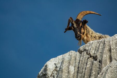 Isolated goat head looking down from top of the rockの写真素材