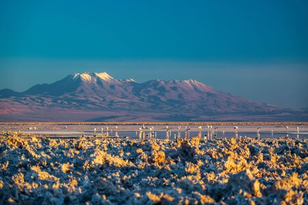 Sunset in Atacama salar and Chaxa lagoon with flamingoesの写真素材