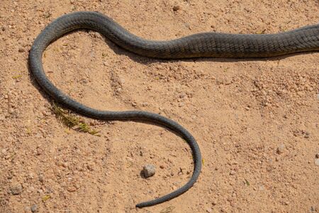 Dendroaspis polylepis, black mamba skin tail on the groundの写真素材