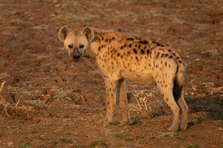 Whole Hyena at the right side of the frameの写真素材