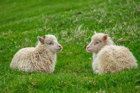 Two small sheep laid down over the grassの写真素材