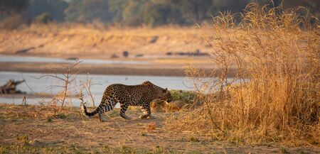 Leopard hiding in the bush for huntingの写真素材