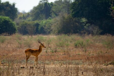 Puku male antelope alone in the wildの写真素材