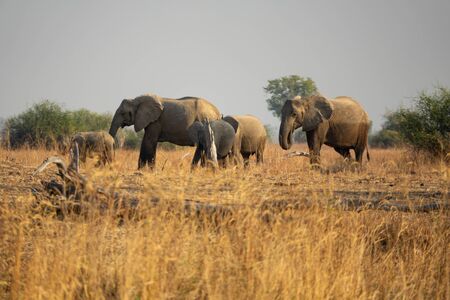 A family of elephants in the wildの写真素材