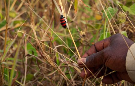 African man right hand pointing to bright red and dark bugの写真素材