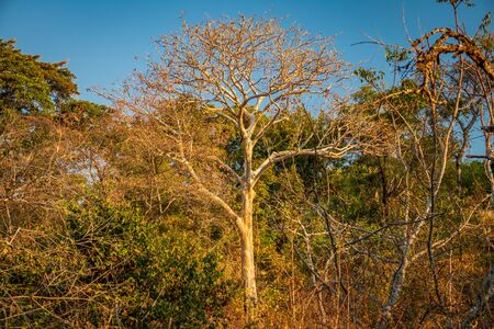 A different white tree in the forestの写真素材