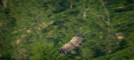 Spectacular vulture gliding over the groundの写真素材