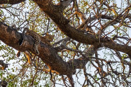 Leopard sprawled on top of tree branchの写真素材