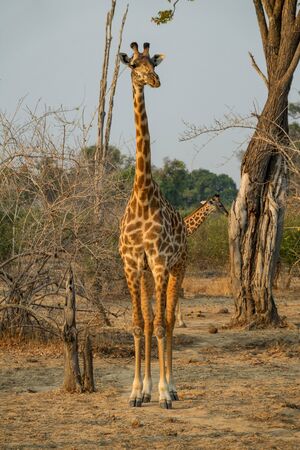 Front view of giraffe in game driveの写真素材