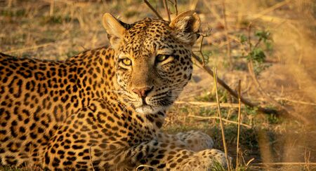 Closeup of leopard laid down looking to the horizonの写真素材