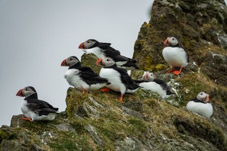 Profile view of puffin group over the cliffの写真素材