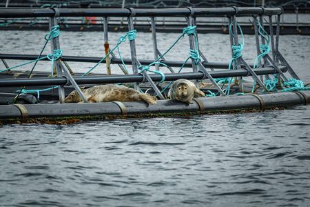 Seals entering fish farm in the fjordの写真素材
