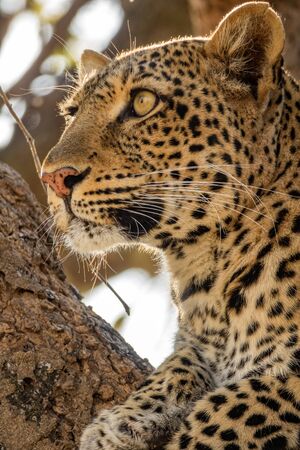 Leopard face over the tree looking to the horizonの写真素材