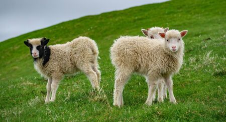 Three small sheep looking at the cameraの写真素材
