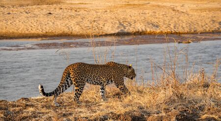Profile view of leopard walking at river edgeの写真素材