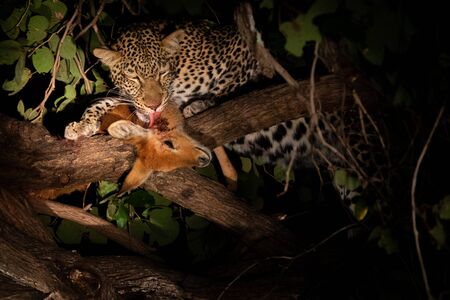 Leopard licking hunted pucu on the tree at nightの写真素材