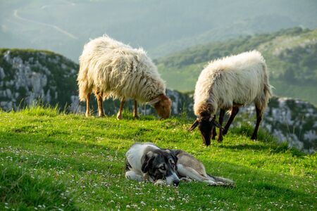 Dog laid down watching for sheep cattleの写真素材