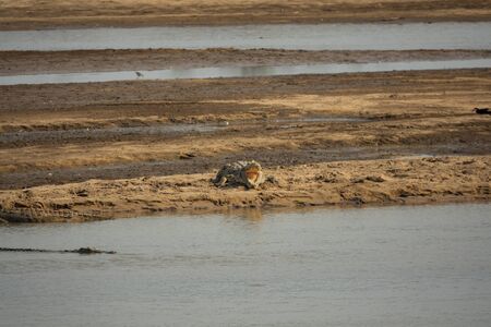 Crocodile with open mouth in the river shoreの写真素材