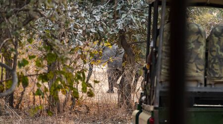 Game drive car looking at the elephantの写真素材