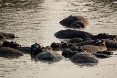 Hippo large group resting in the middle of the riverの写真素材