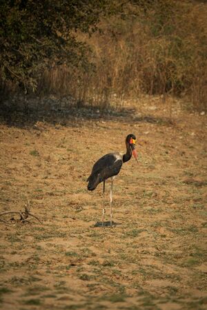 Ephippiorhynchus senegalensis isolated perched on the groundの写真素材
