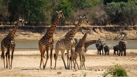 Group of five giraffes walking with elephants in the backgroundの写真素材