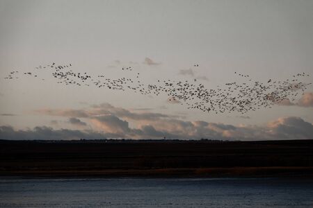 Large group of cranes flying at duskの写真素材