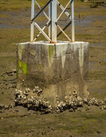 Shells sticked to concrete foundating of iron towerの写真素材