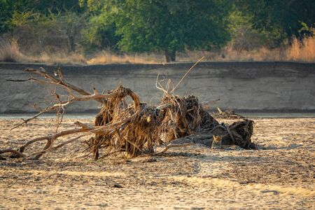 Leopard hidden in the river banks trunksの写真素材