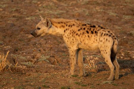 Profile view of hyena standing and looking to the leftの写真素材