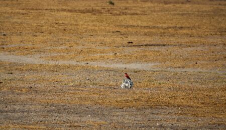 Bee eater over skull isolated in the grasslandの写真素材