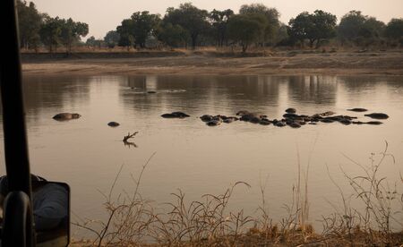 View of group of hippos from safari carの写真素材