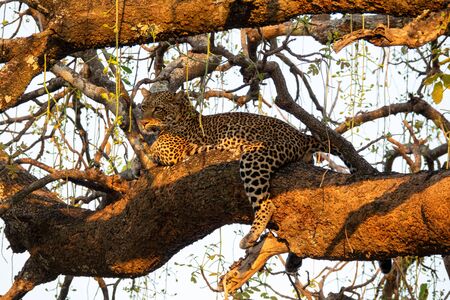 Bottom view of spectacular wild Leopard sprawled on treeの写真素材