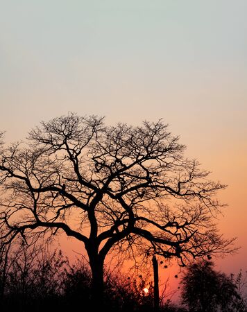 African sunset backlit with tree and clear sky with text spaceの写真素材