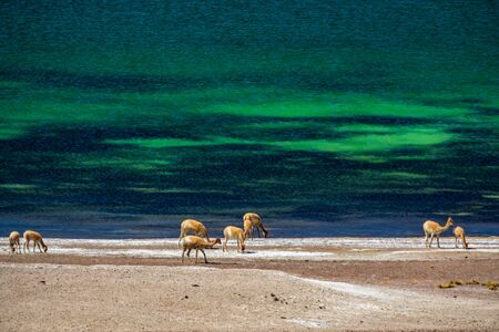 Vicugna vicugna cattle feeding in the highlands lakeの写真素材