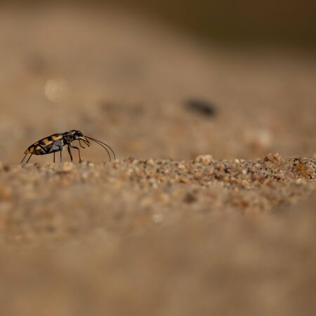 Small bug macro over the sand grainsの写真素材