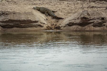 Crocodile taking a nap in the sand near riverの写真素材