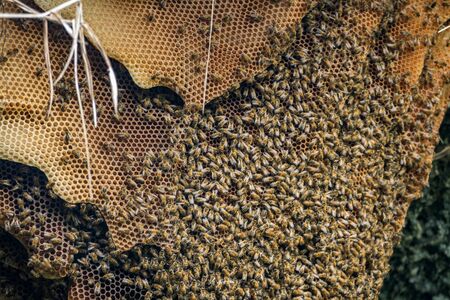 Wild beehive with bees hanging on the cave roof, closeupの写真素材