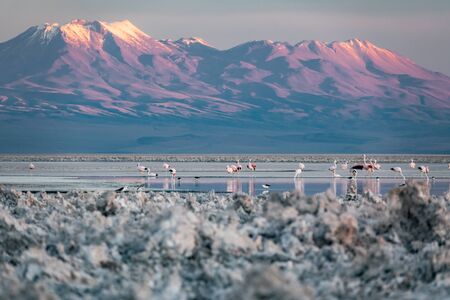 Atacama salar and Chaxa lagoon with many flamingoes feedingの写真素材
